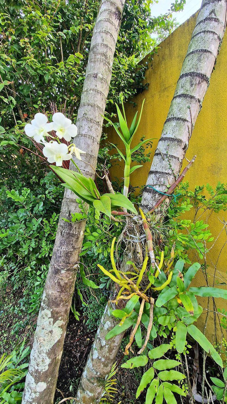Aconchegante Casa Amarela na Enseada